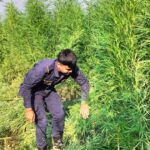 ganja.jpg